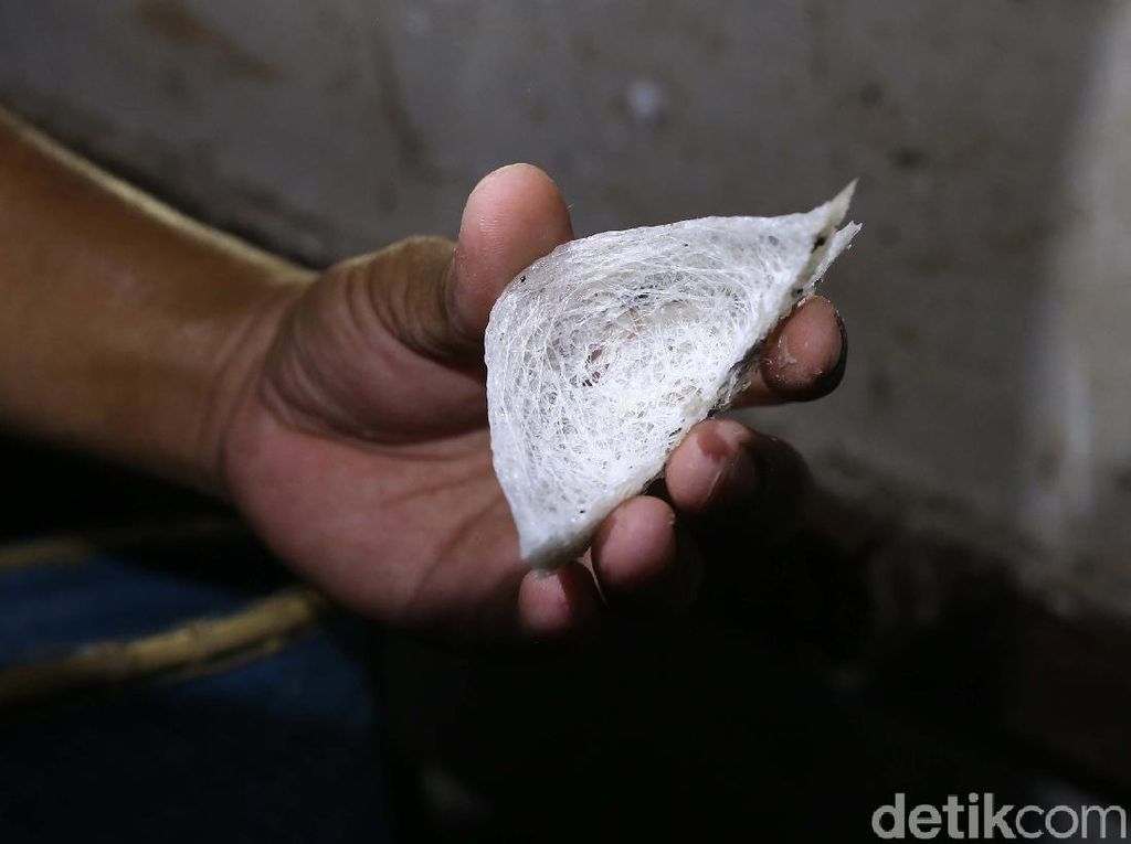 Selain China, Ini Negara Tujuan Ekspor Sarang Burung Walet Selain China, Ini Negara Tujuan Ekspor Sarang Burung Walet