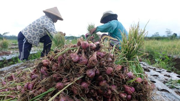 Jelang Tahun Baru, Harga Bawang Merah Anjlok