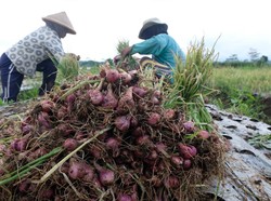 Petani Mumet, Pupuk Mahal-Harga Bawang Anjlok