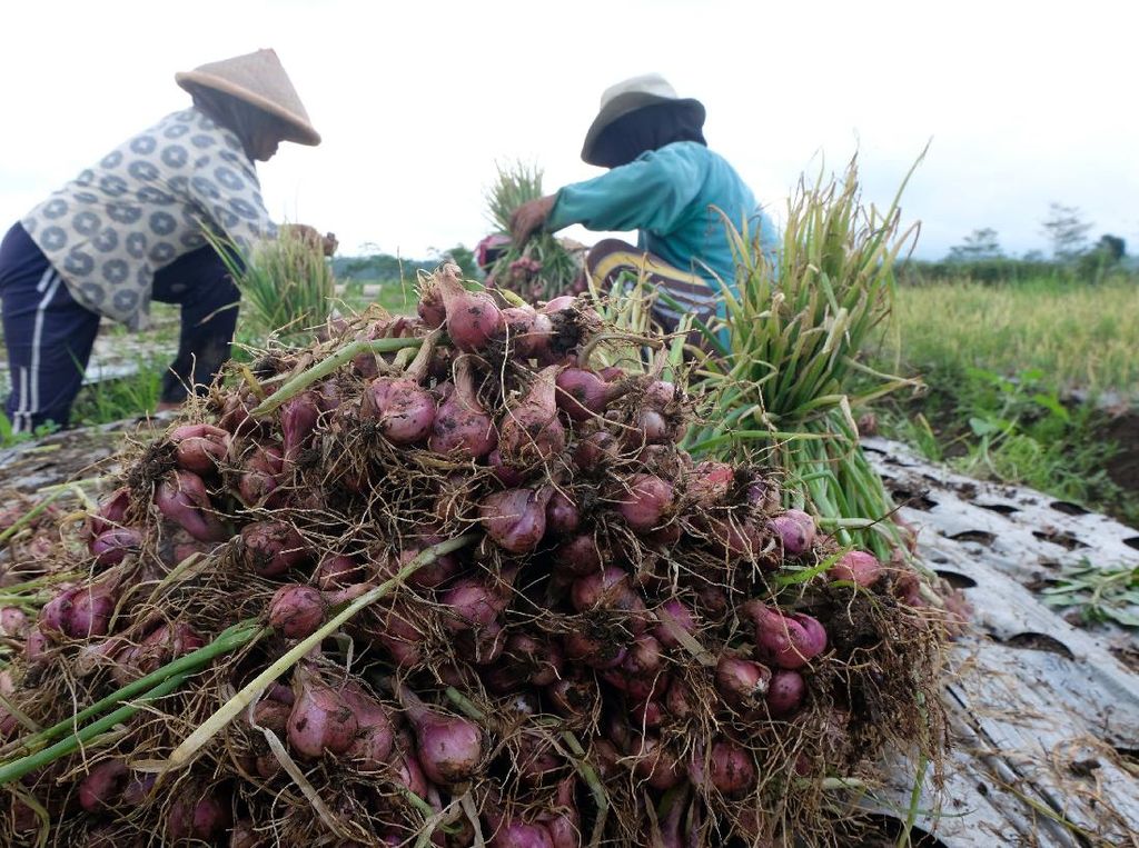 Jelang Tahun Baru, Harga Bawang Merah Anjlok Jelang Tahun Baru, Harga Bawang Merah Anjlok