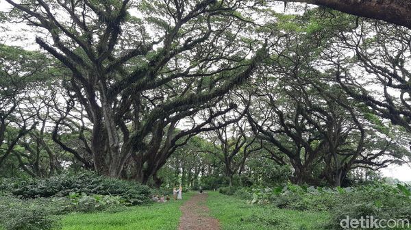 Foto: Asrinya Hutan De Djawatan yang Mirip Negeri Dongeng