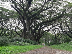 Hutan De Djawatan, Tempat Hijau Instagrammable Kebanggaan Banyuwangi