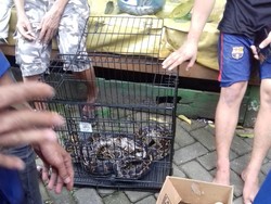 Induk 17 Anak Ular Piton yang Muncul di Rumah Warga di Makassar Ditangkap