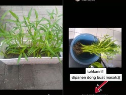 Apes! Tanam Kangkung untuk Praktikum, Malah Dipanen Ibu buat Dimasak