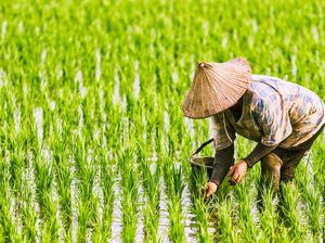 Ini yang Bikin Impor Beras 1 Juta Ton Terasa Janggal