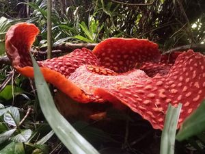Jelang Akhir Tahun 2020, Rafflesia Bermekaran di Sumbar