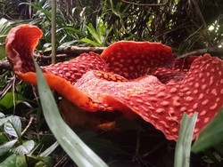 Jelang Akhir Tahun 2020, Rafflesia Bermekaran di Sumbar