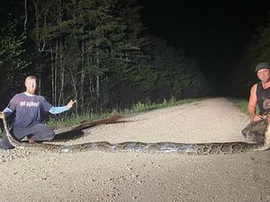 Terbesar! Florida Tangkap Ular Piton 100 Kg dari Teror Ratusan Ribu Ekor