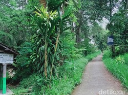 Guys, Pendakian Gunung Merapi Via Sapu Angin Klaten Ditutup