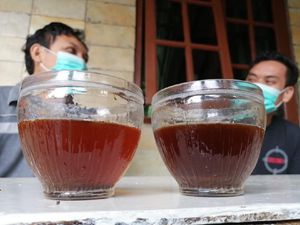 Jangan Tolak Suguhan Kopi di Kapuas Hulu, Bisa Celaka!