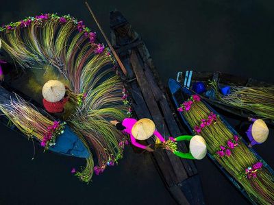 Foto Menakjubkan Saat Petani Memanen Bunga Teratai
