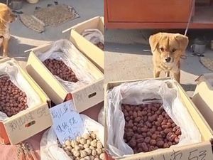Gemas! Anjing Imut Ini Sibuk Jualan Sayur di Pinggir Jalan