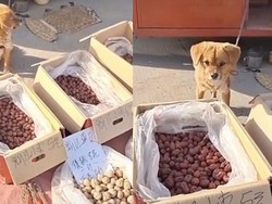 Gemas! Anjing Imut Ini Sibuk Jualan Sayur di Pinggir Jalan