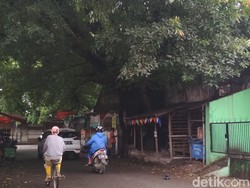 Pohon Beringin: Manfaat, Habitat, dan Filosofinya dalam Kebudayaan Jawa