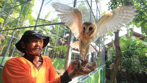 Melihat Lebih Dekat Penangkaran Burung Hantu di Indramayu