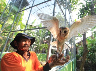 Melihat Lebih Dekat Penangkaran Burung Hantu di Indramayu