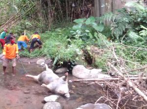 Pemkab Klaten Selidiki Temuan Bangkai Babi di Sungai, Ini Hasilnya Pemkab Klaten Selidiki Temuan Bangkai Babi di Sungai, Ini Hasilnya