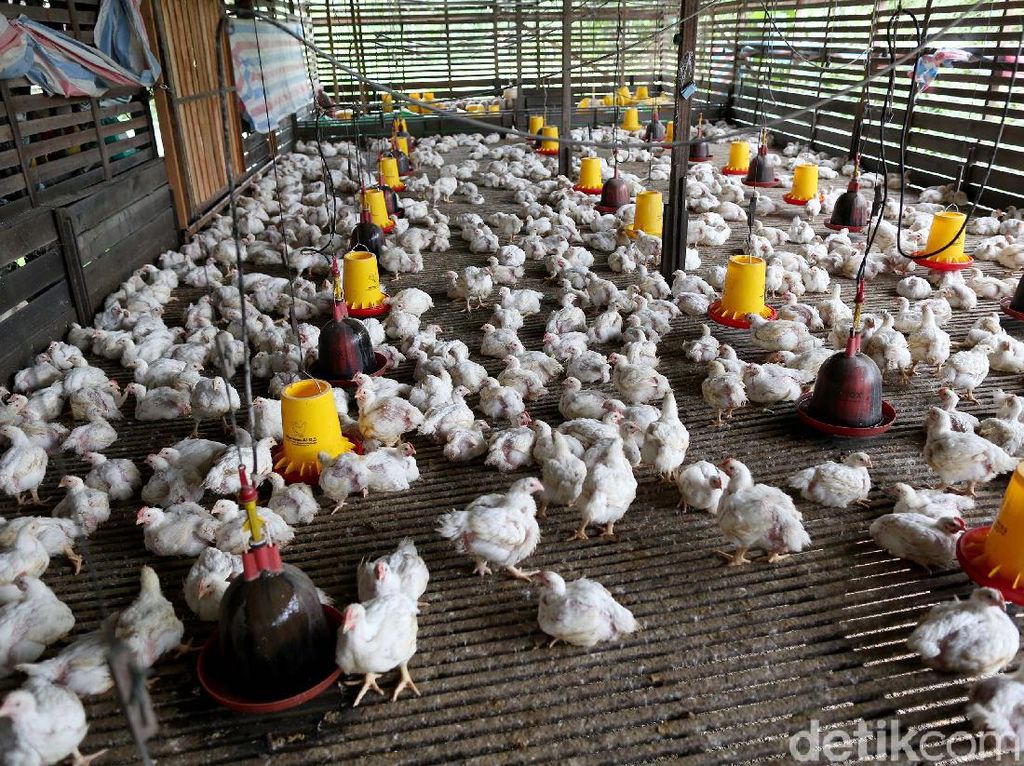 RI Dorong UMKM Jadi Eksportir Daging Ayam, Begini Strateginya
