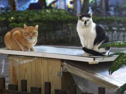 Viral Pria Makan Kucing, Apa Hukum Mengonsumsinya dalam Islam?