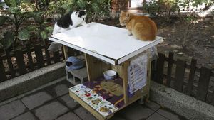 Unik! Ada Kantin untuk Kucing Liar di Taiwan