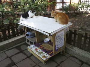 Unik! Ada Kantin untuk Kucing Liar di Taiwan Unik! Ada Kantin untuk Kucing Liar di Taiwan