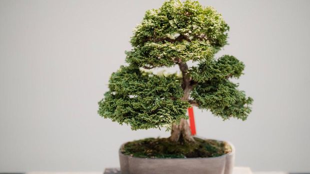 Bonsai (Photo by Todd Trapani from Pexels) Bonsai (Photo by Todd Trapani from Pexels)