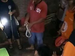 Hii... 4 Anak-2 Induk Ular Kobra Ditemukan di Gorong-gorong Klaten