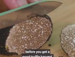 White Truffle Dijual Rp 56 Juta per Kg, Kenapa Bisa Mahal?