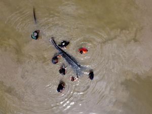 Hiu Paus Tutul Terdampar di Sungai Wanggu