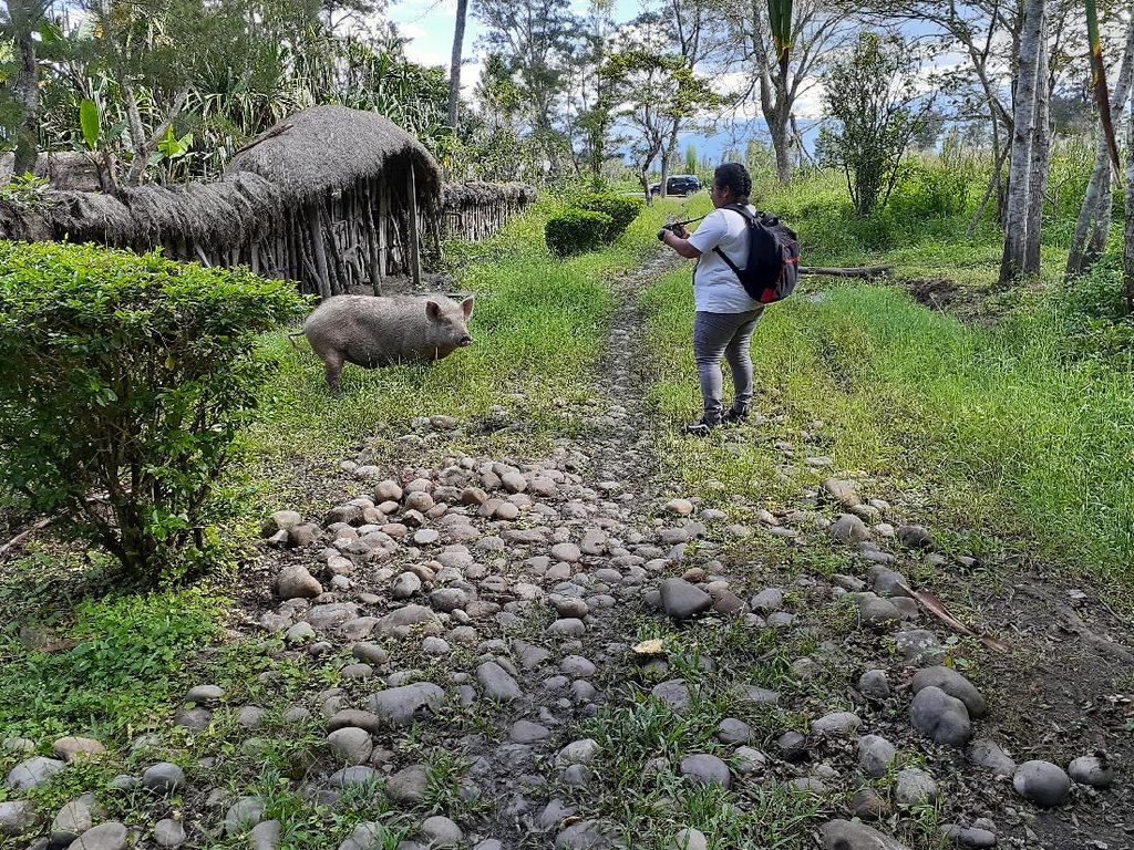 Motret Babi di Lembah Baliem Tanpa Izin Bisa Diminta Bayar Rp 30 Juta