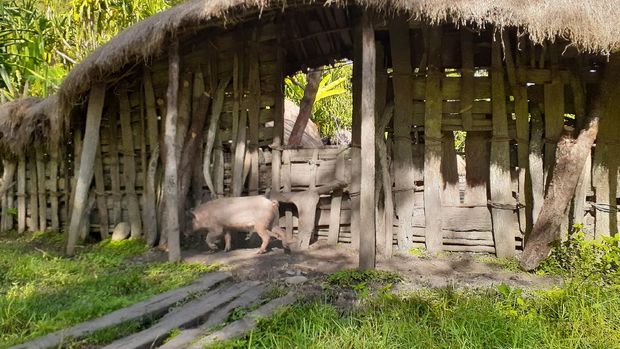 Memotret babi di Lembah Baliem