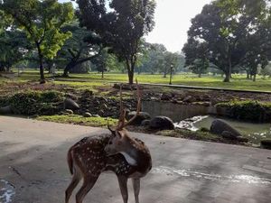 Menyapa Rusa di Istana Presiden Bogor