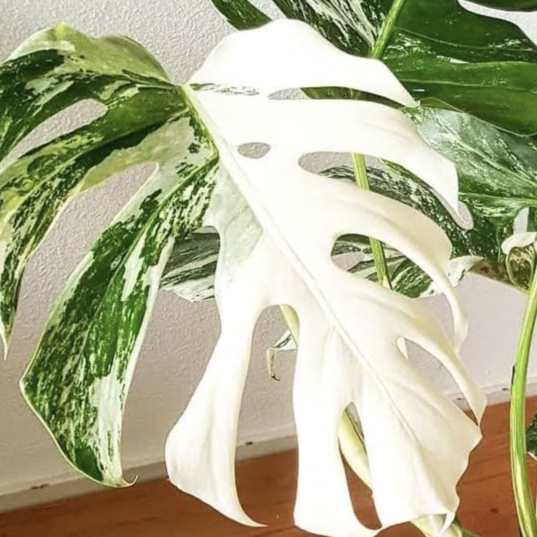 Monstera Variegata. (Dok: Istimewa)
