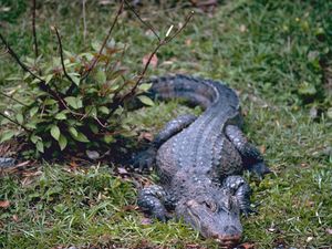 Kisah Nenek Bahriah, Tangan Putus Diterkam Buaya Usai BAB