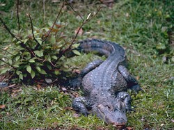 Daging Babi Mahal, Warga Thailand Pilih Makan Daging Buaya