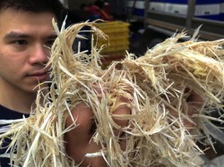 Serangga hingga Bulu Ayam, Alternatif Makanan di Tahun 2021