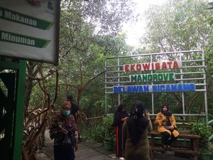 Libur Tahun Baru, Ekowisata Mangrove Belawan Sicanang Ramai Dikunjungi