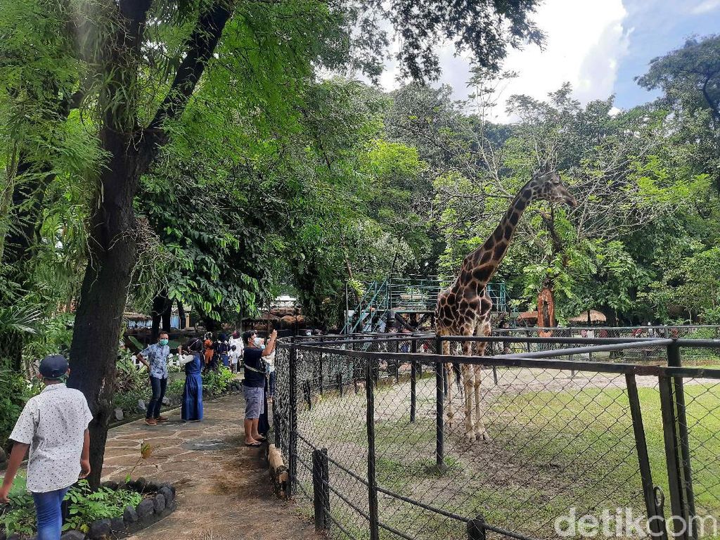 30 Ribu Pengunjung Jubeli KBS Selama Libur Nataru, Puncaknya Hari Ini 30 Ribu Pengunjung Jubeli KBS Selama Libur Nataru, Puncaknya Hari Ini