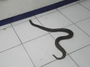 Dari Sekitar Bengkel di Klaten Ini Sudah 30 Ekor Ular Kobra Ditangkap