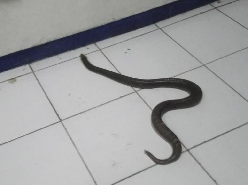 Dari Sekitar Bengkel di Klaten Ini Sudah 30 Ekor Ular Kobra Ditangkap Dari Sekitar Bengkel di Klaten Ini Sudah 30 Ekor Ular Kobra Ditangkap