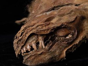 Foto: Fosil Serigala Tertua dan Terlengkap Ditemukan di Kanada