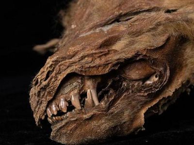 Foto: Fosil Serigala Tertua dan Terlengkap Ditemukan di Kanada