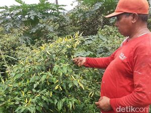 Penyebab Harga Cabai Rawit di Banyuwangi Meroket