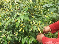 Harga Cabai di Banyuwangi Makin Pedas, Ini Kata Disperta