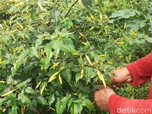 Harga Cabai di Banyuwangi Makin Pedas, Ini Kata Disperta Harga Cabai di Banyuwangi Makin Pedas, Ini Kata Disperta