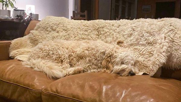 Tes Kejelian Mata: Carilah Hewan Tersembunyi dalam Foto