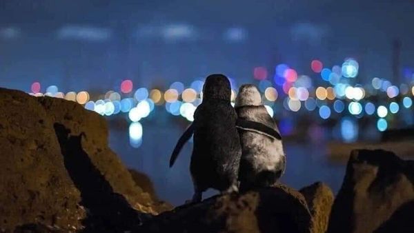 Foto: Pasangan Penguin yang Saling Menguatkan Satu Sama Lain