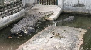 Foto: Buaya Buntung yang Diyakini Punya Kekuatan Supranatural