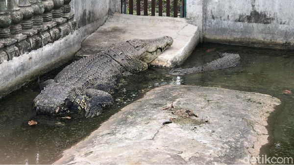 Foto: Buaya Buntung yang Diyakini Punya Kekuatan Supranatural