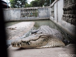 Gempar Munculnya Buaya Usai Sepekan Hujan Guyur Makassar
